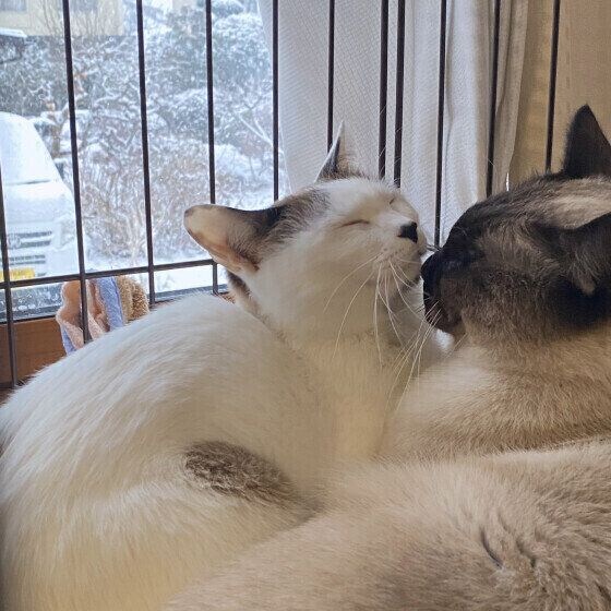 密着する猫たち
