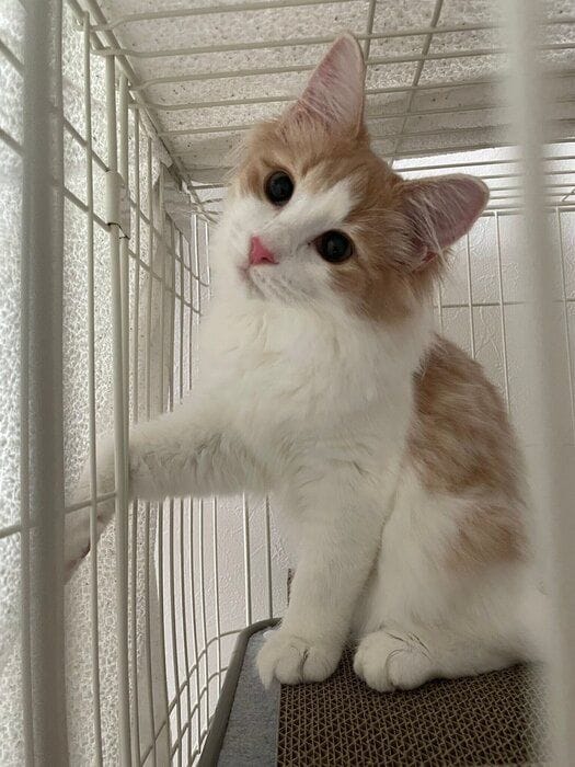 生後4カ月のノルウェージャンフォレストキャット