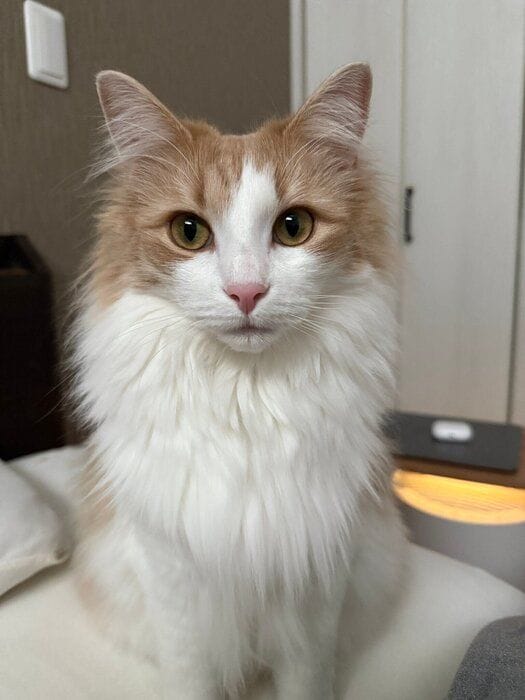 こちらを見るノルウェージャンフォレストキャット