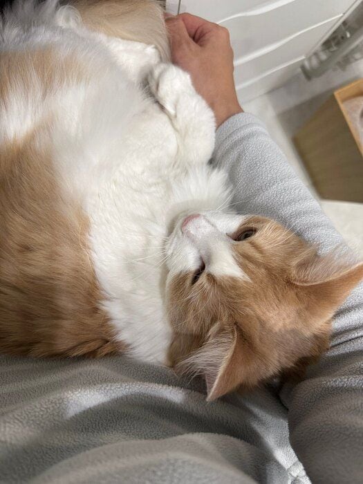 飼い主の膝の上でくつろぐノルウェージャンフォレストキャット