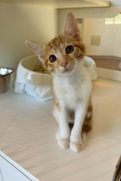 写真提供／新潟市動物愛護センター