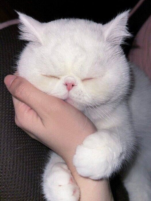 別の日のここなつちゃんの様子　ギュッとする前足がかわいすぎる