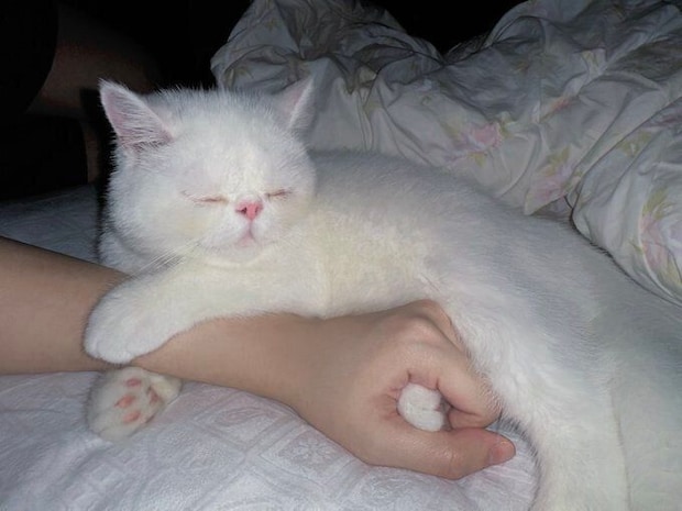 飼い主さんの手にしがみつくここなつちゃん