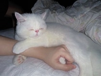 飼い主に甘えて眠るエキゾ子猫が約1.3万いいねで話題に！SNSでは「かわいくて尊い」の声も