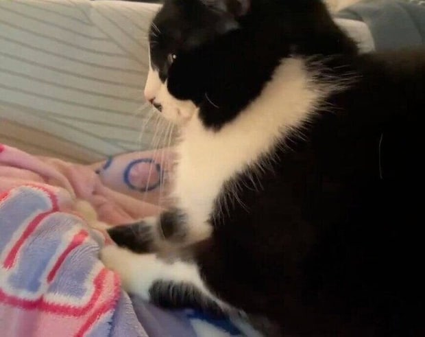 お昼寝中の娘さんにふみふみするノルくん