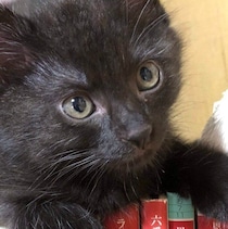 自宅の駐車場でミーミー鳴いていた子猫を保護→7才になった現在は、優しくて頼れる兄猫的存在に