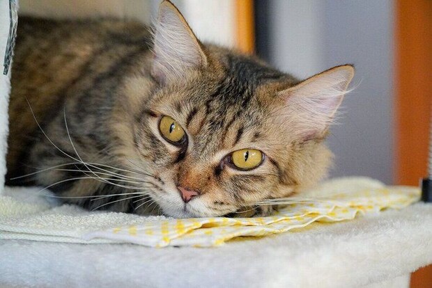 キレイな瞳が印象的なつむぎちゃん