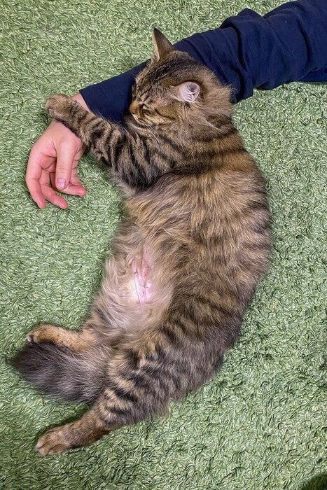 飼い主さんの腕枕で眠るつむぎちゃん