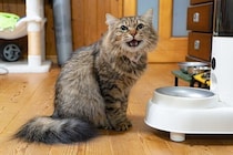 「自分の年齢を考え決断」元ノラの保護猫をお迎えし約4年、信頼してくれている現在の様子にうれしくなる