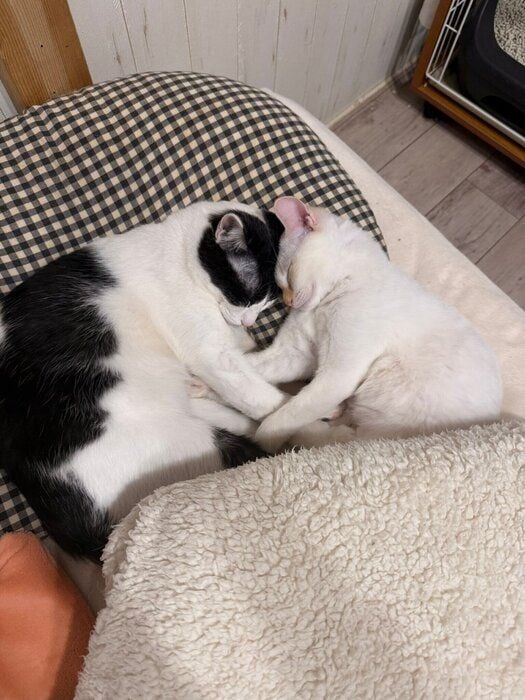 向かい合っている2匹の猫