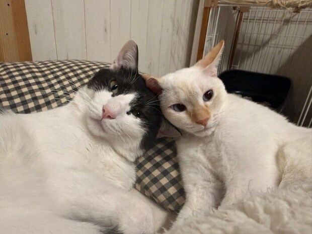 頭をくっつけて飼い主を見る2匹の猫