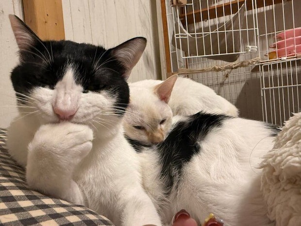 のんびりと過ごす2匹の猫