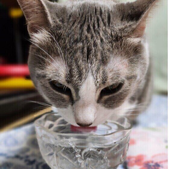 サバトラのみかんちゃん