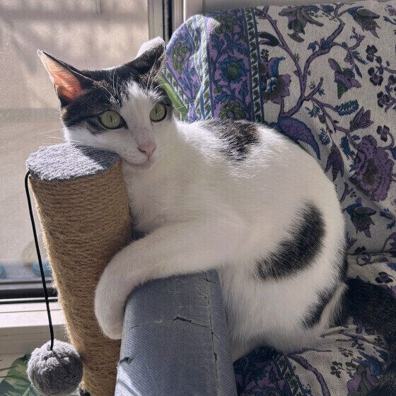 ひなたぼっこするポテくん