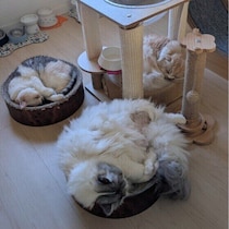 愛猫が冬を元気に乗り切るお世話のポイント！　冬の健康管理Q&Aも