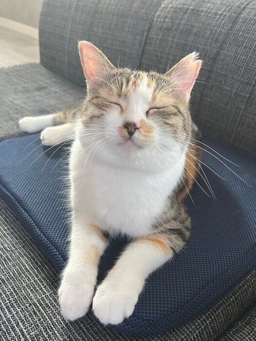 うっとりした顔の猫