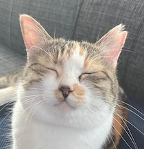 飼い主にナデナデされてうっとりする猫　幸せそうな表情の写真に約1.4万の「いいね」が集まり話題に