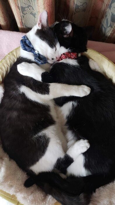 2匹の生後8カ月の猫