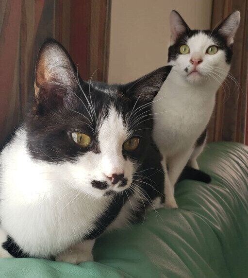 2匹の生後8カ月の猫