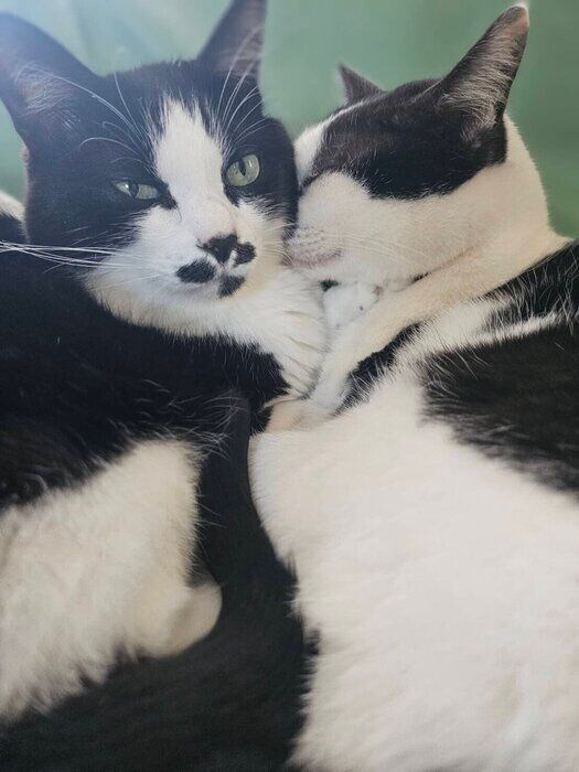 くっついている2匹の猫