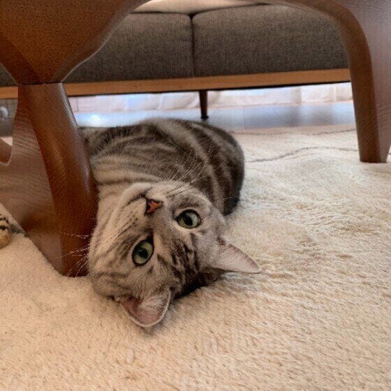 アメリカンショートヘアの小鉄(こて坊)くん