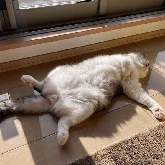 スコティッシュフォールドのわさびくん