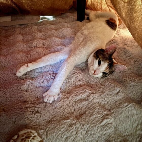 ミケのポポちゃん