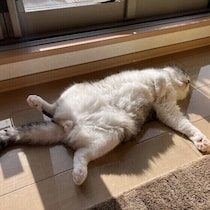 冬の猫がだらだらするのには理由があった！猫の“だらだらトリビア”を専門家が解説