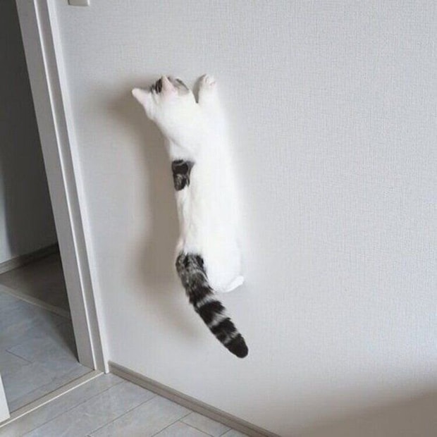 壁にあたる反射光に飛びついたシロップくん