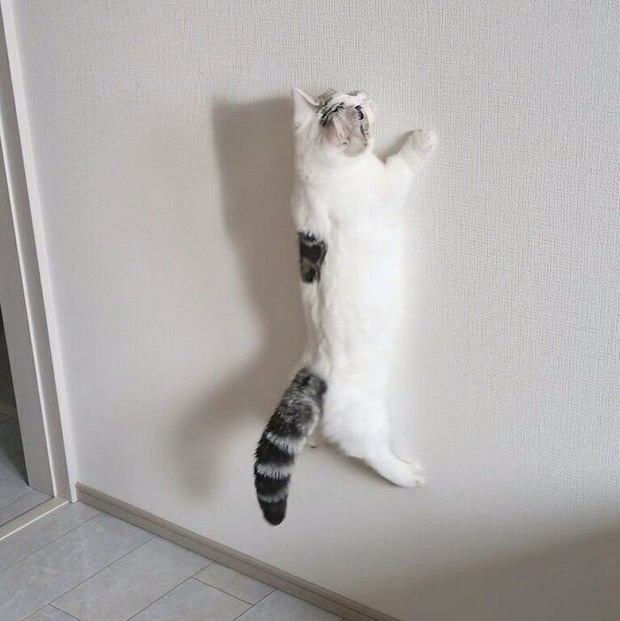 壁に張りついたように見えるシロップくんの別の写真