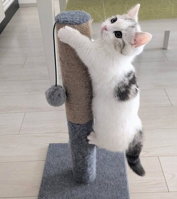 生後4カ月ごろの爪とぎ器に登るシロップくん