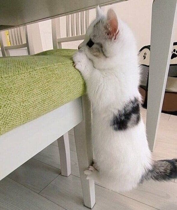 生後3カ月ごろのシロップくん