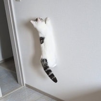 まるでセミみたい！壁に張りついているように見える子猫のビフォーアフターにほっこり