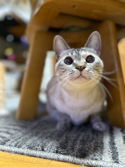 飼い主を見つめる猫