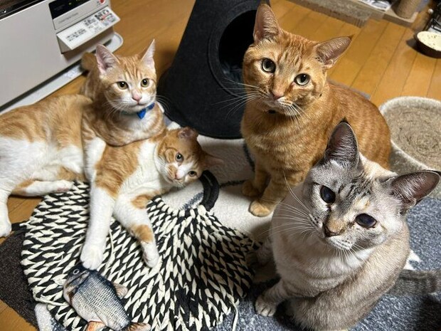 4匹の猫