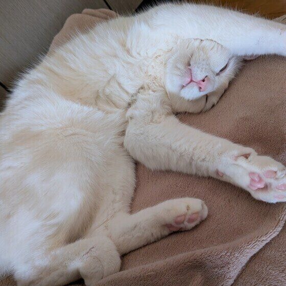 白猫のいとくん