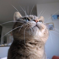 思わず「へぇ！」と言いたくなる！猫にまつわる5つの言い伝えの意味とは