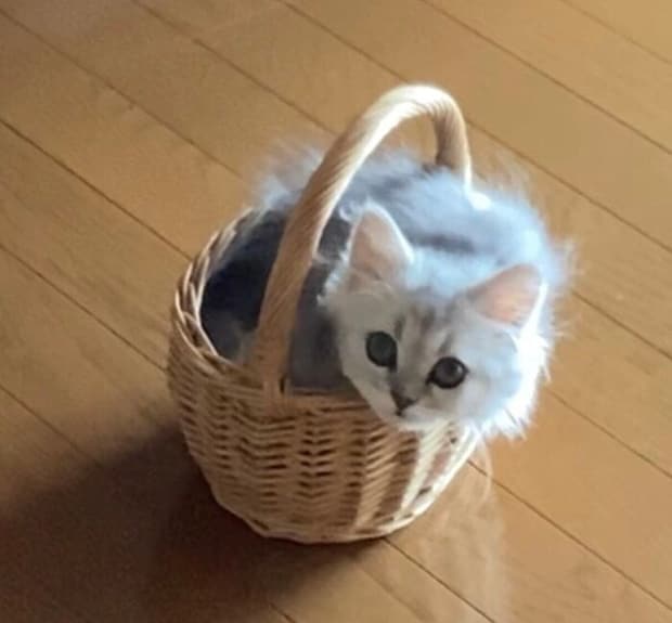 生後2カ月のミヌエット