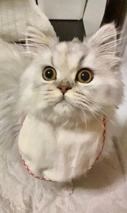 大きく目を見開くミヌエット