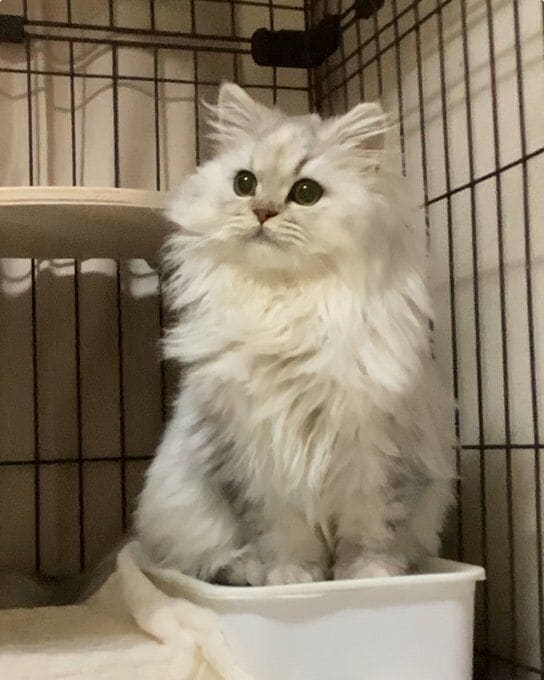 ちょこんと座っているミヌエット