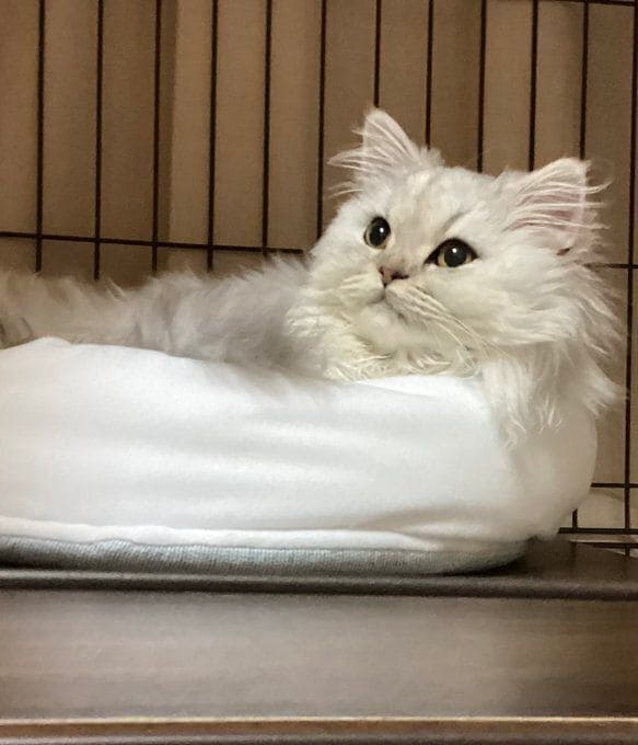 くつろいでいるミヌエット