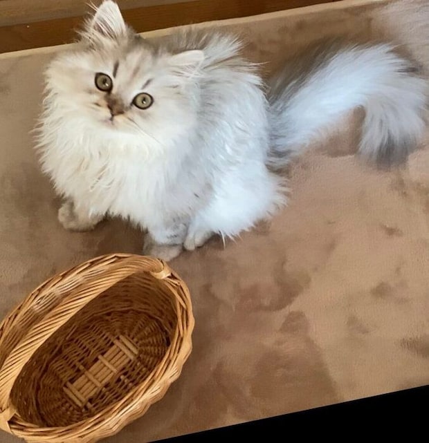 生後5カ月のミヌエット