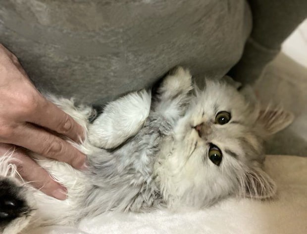 飼い主の夫に甘えるミヌエット