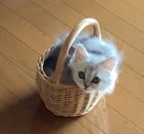 小さなカゴに入ってくつろいでいた生後2カ月の子猫→3カ月後、カゴに入れないほど大きく成長した姿にほっこり！