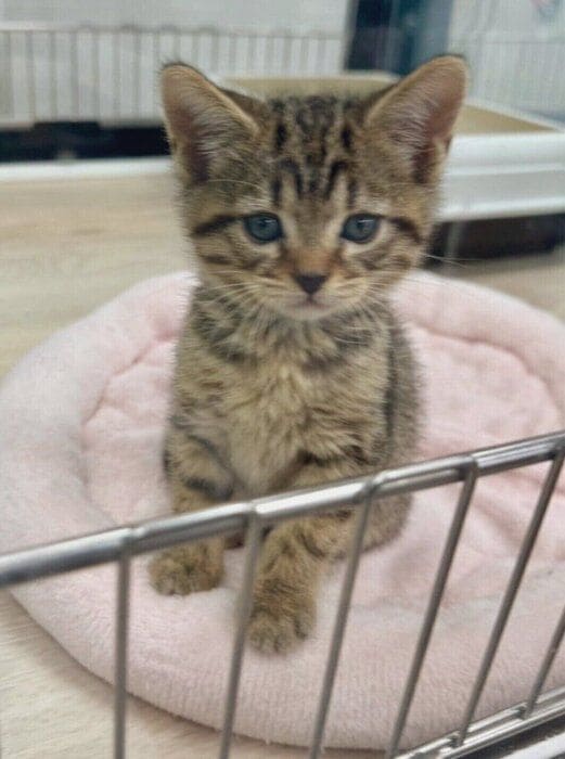 生後3カ月のアメリカンショートヘア