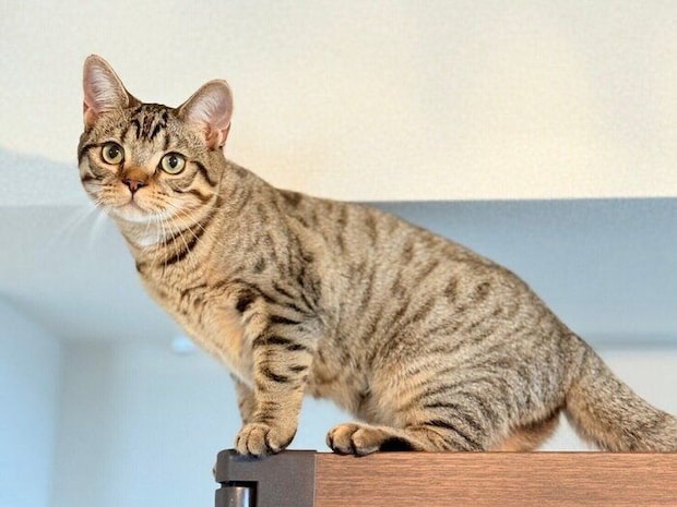 遠くを見つめるアメリカンショートヘア