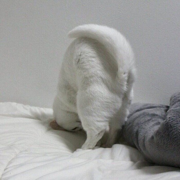 現在の様子。くるんと丸まるうにくん