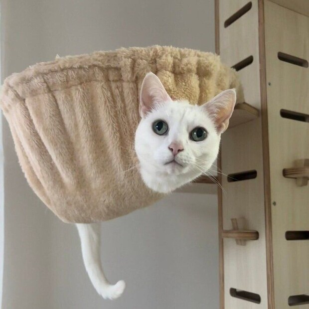 現在の様子。ハンモックからしっぽと顔を出すうにくん