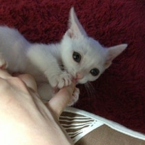 愛猫が見せたクセ強な顔！ハンモックの穴から顔をのぞかせる猫の行動を獣医師に聞いてみた