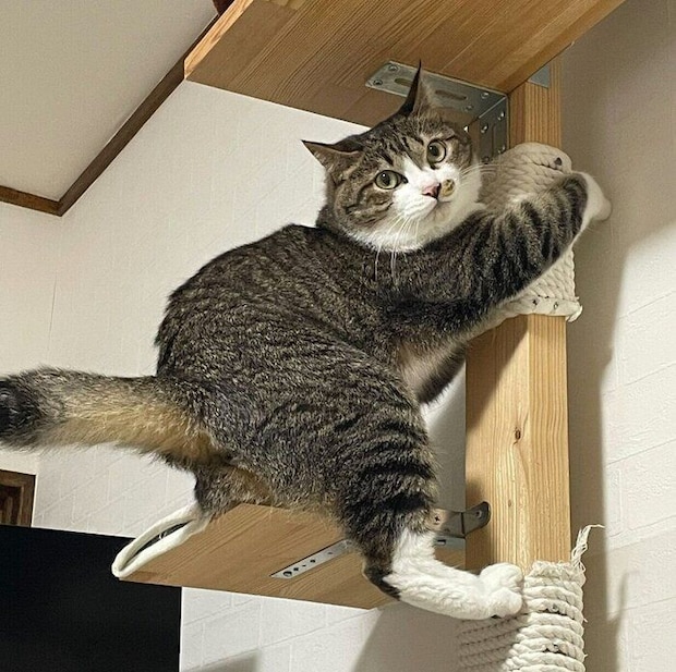 不思議なポーズをするちいまくん